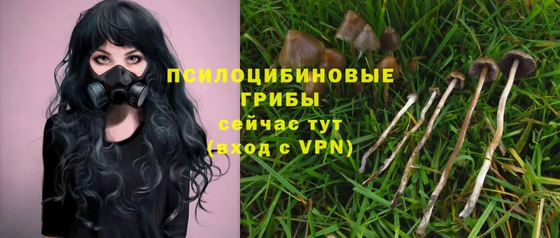 Галлюциногенные грибы Psilocybe  Кувандык 